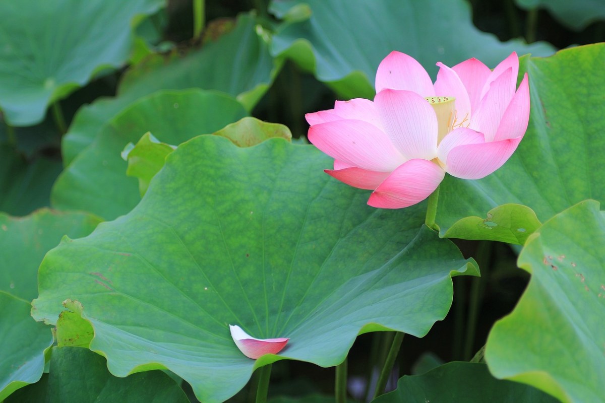 植物、叶子、莲花免费图片