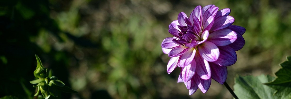 娇琴纱、花、开花免费图片