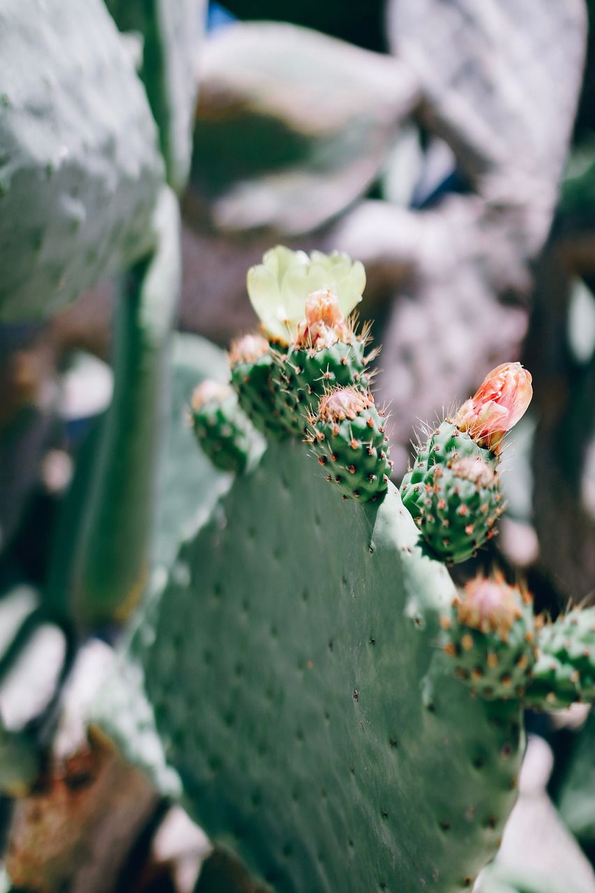 仙人掌植物多汁