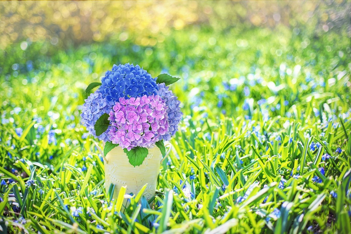 草地上花瓶中的绣球花免费图片
