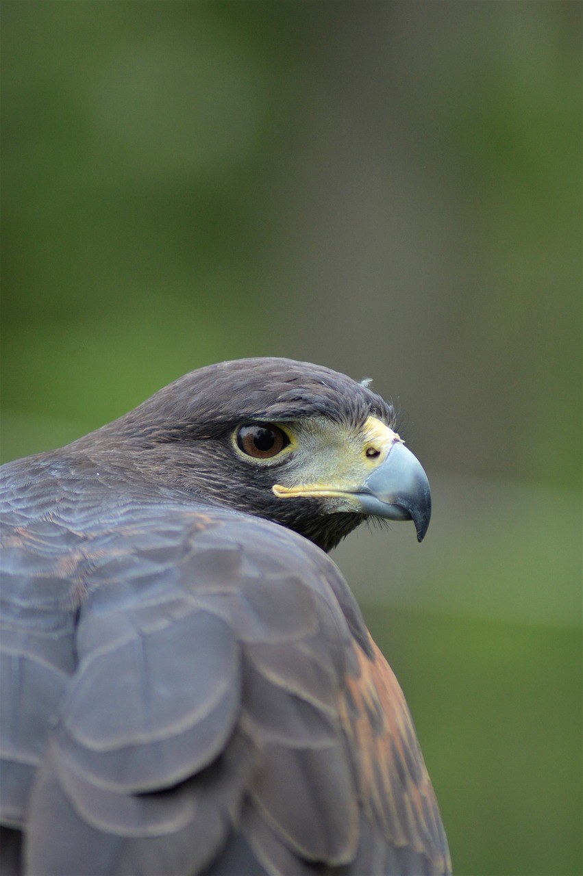 鹰哈里斯鹰猛禽