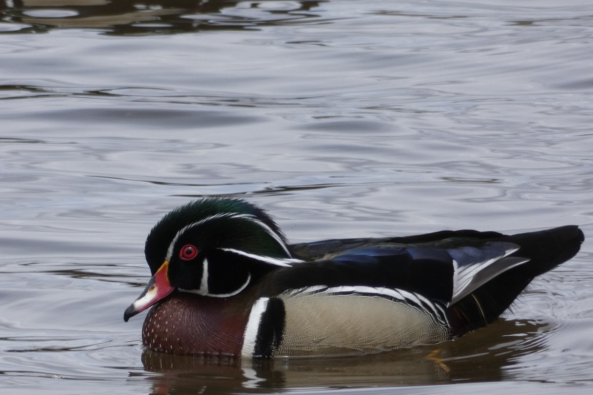 木鸭,性质,全身羽毛