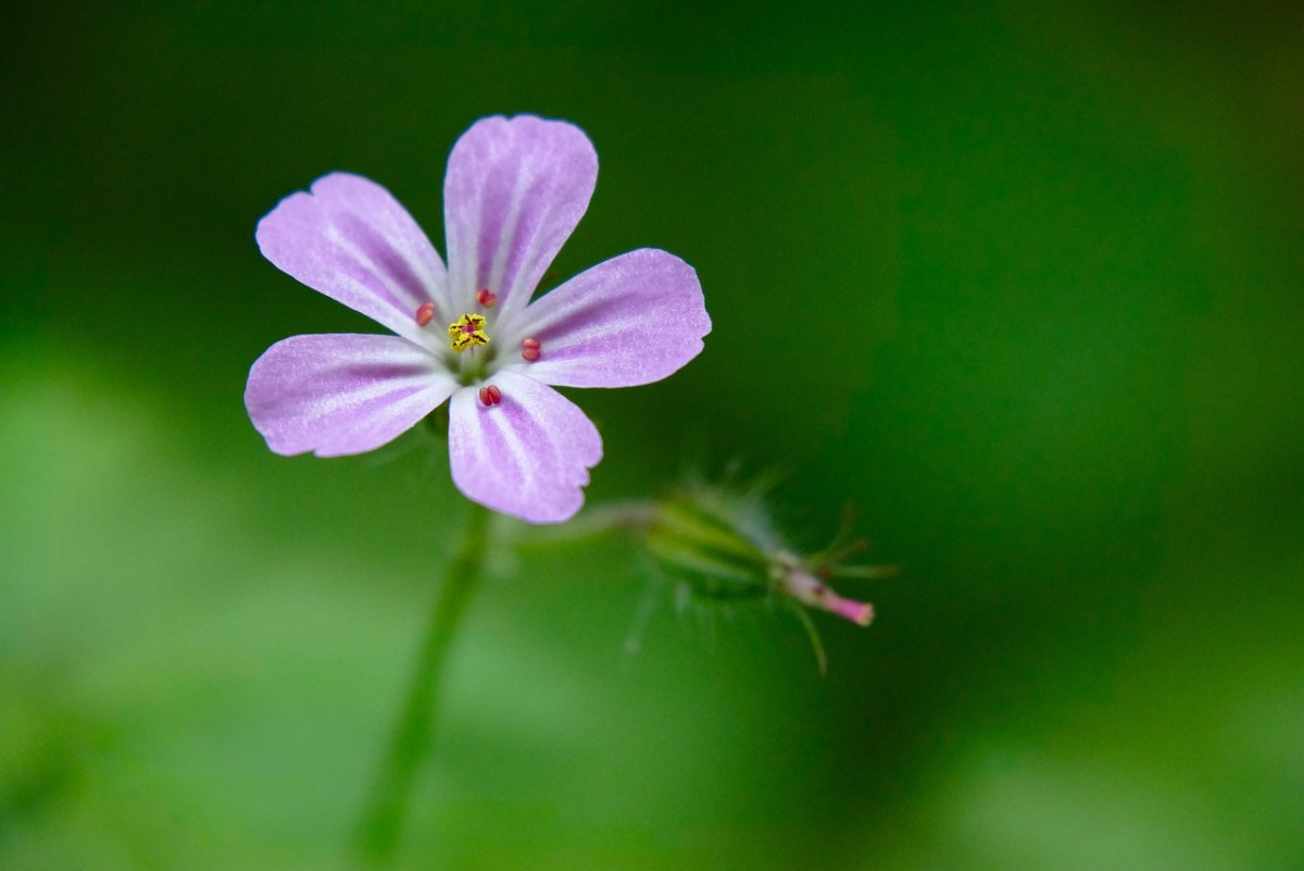 老鹳草的紫色花朵免费图片