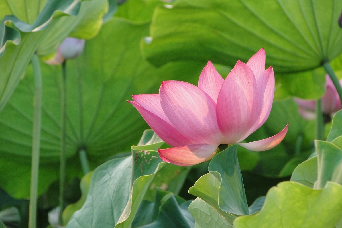 花、荷花、莲花免费图片