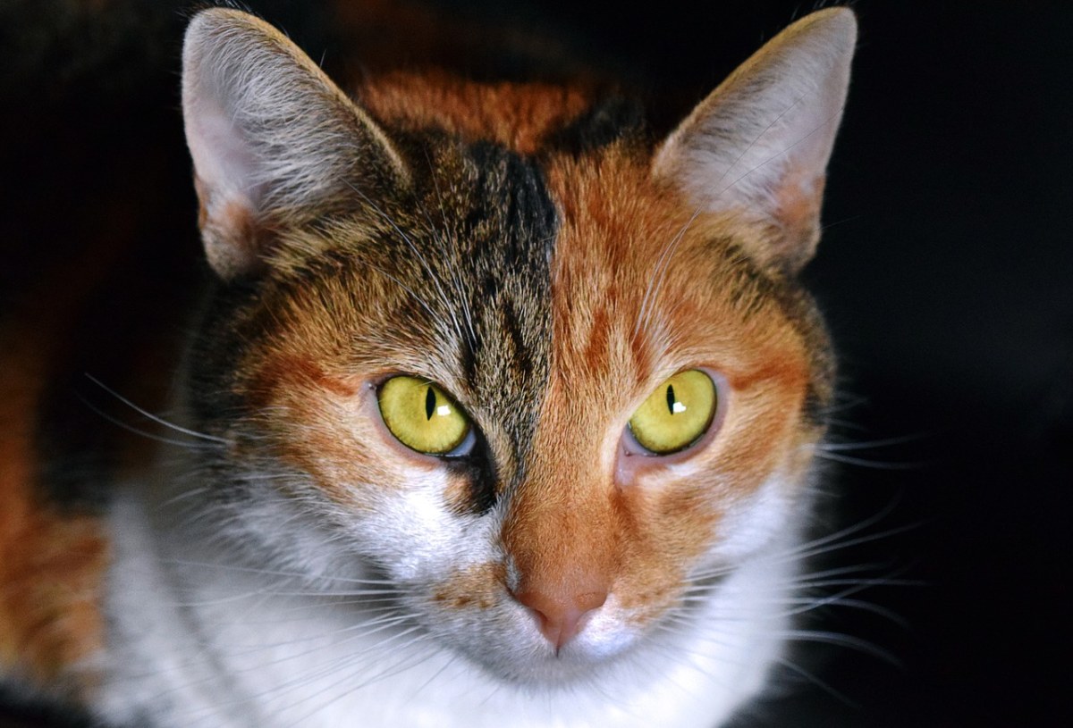 猫,多彩色,查看