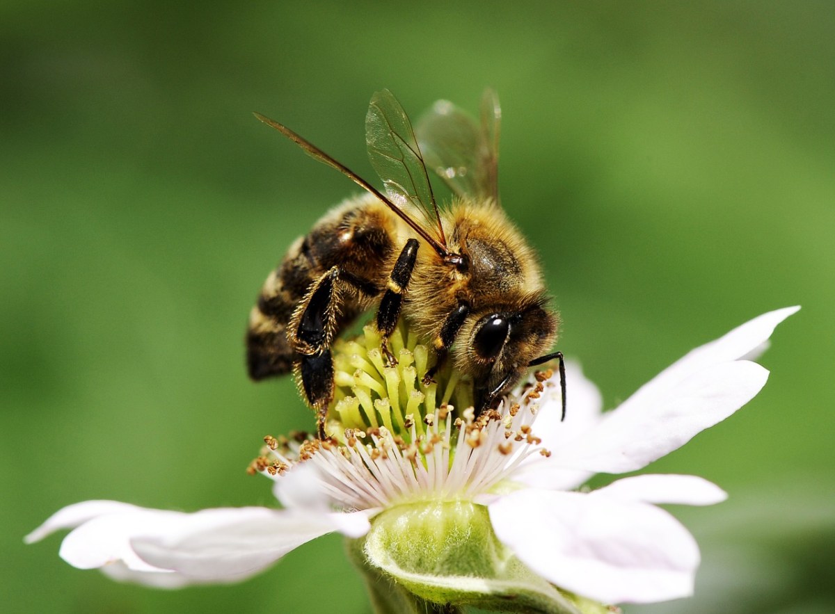 蜜蜂采花粉免费图片