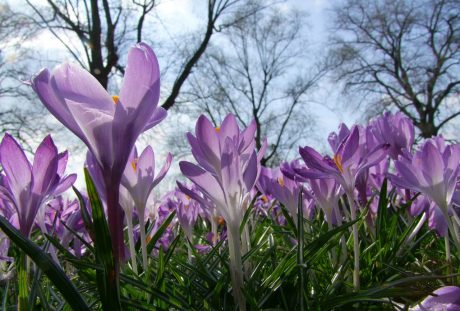 鲜花、藏红花、春天