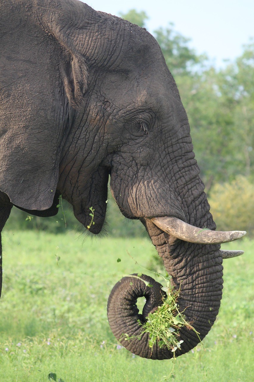 象、非洲、野生动物免费图片