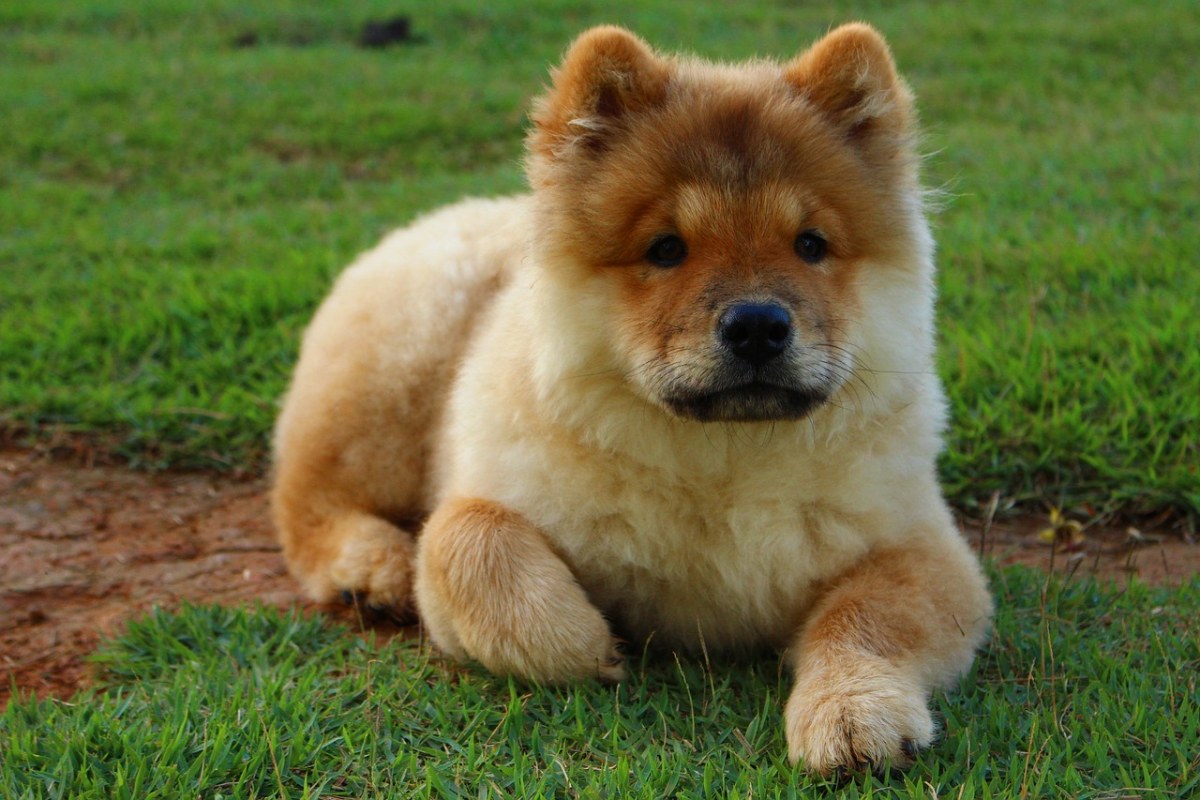 狗、动物、松狮犬 - 免费可商用图片 - CC0素材网