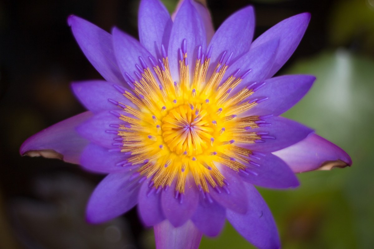 睡莲、百合、水花免费图片