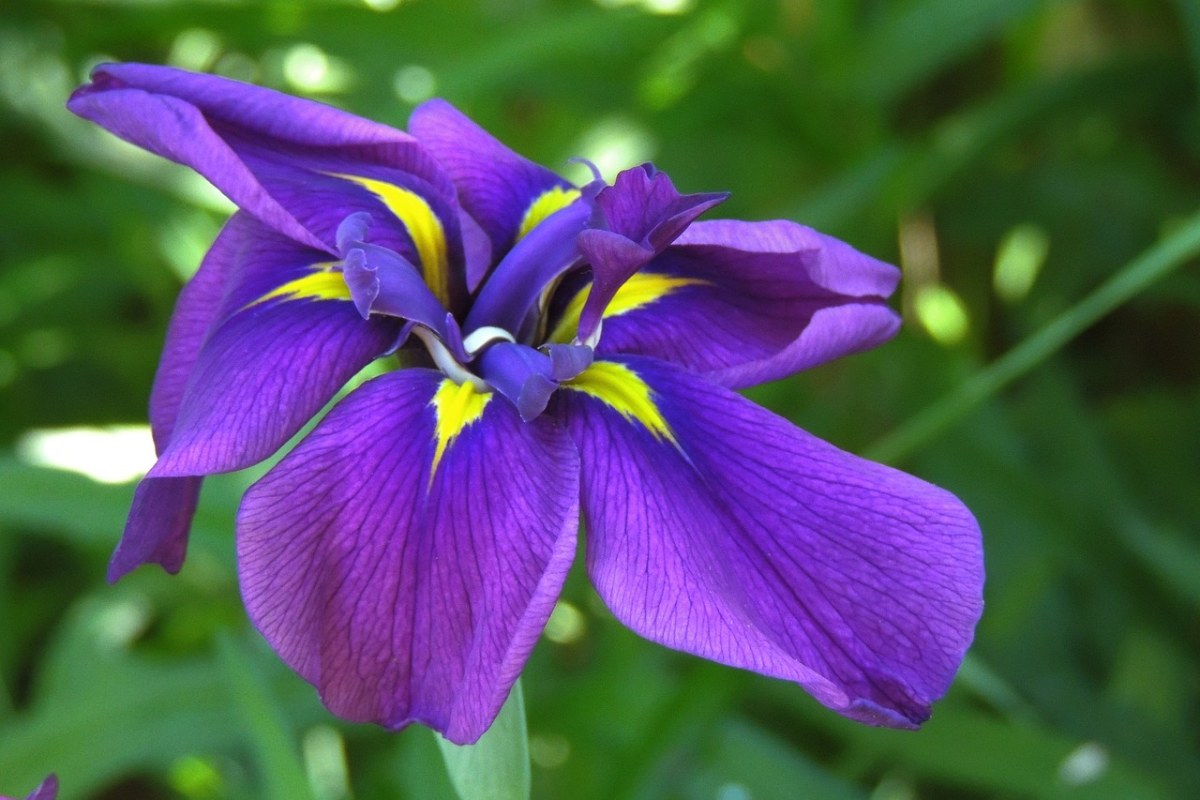 鸢尾花、植物、紫色免费图片