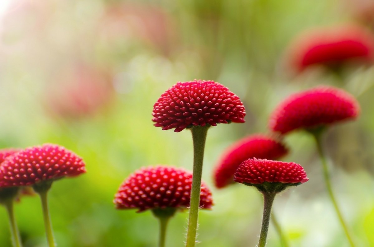 花,紅色,夏天