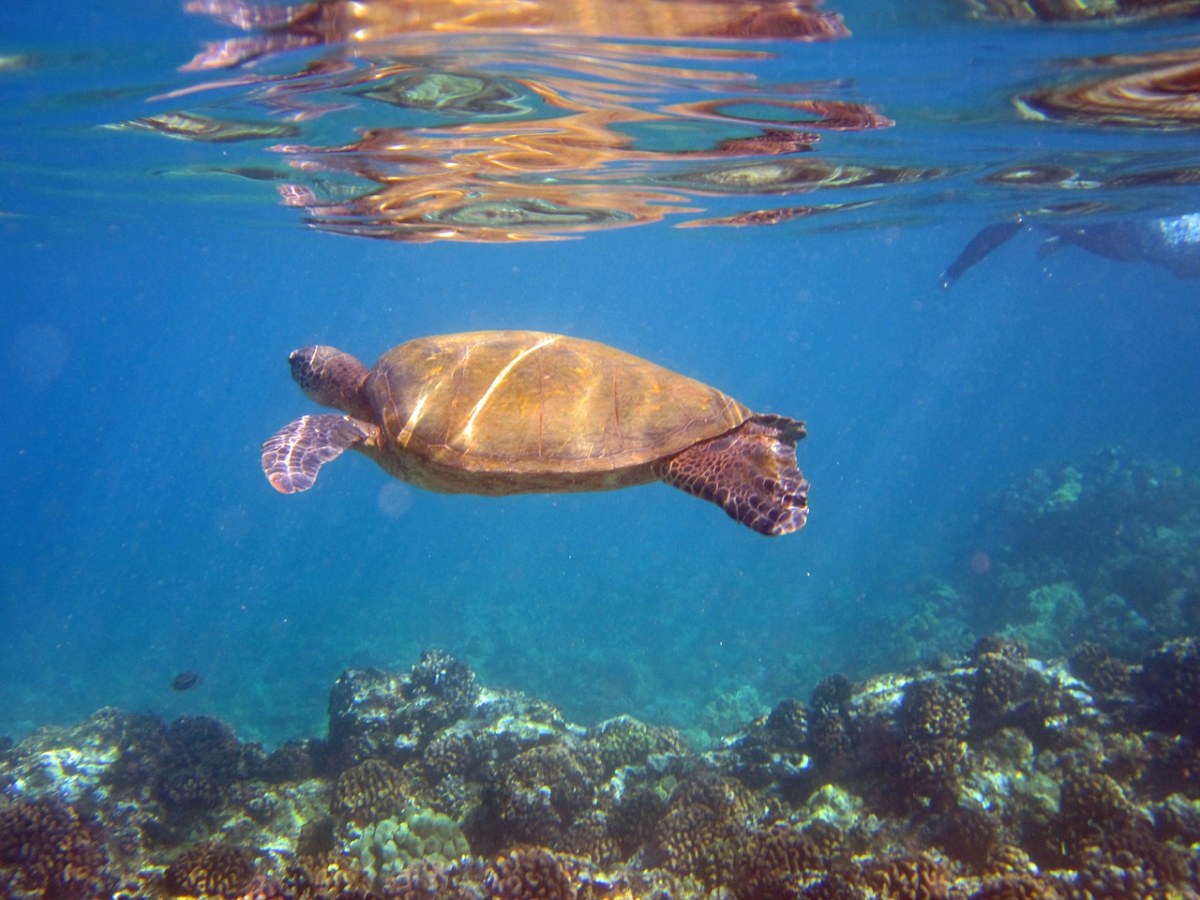水下的海龟免费图片