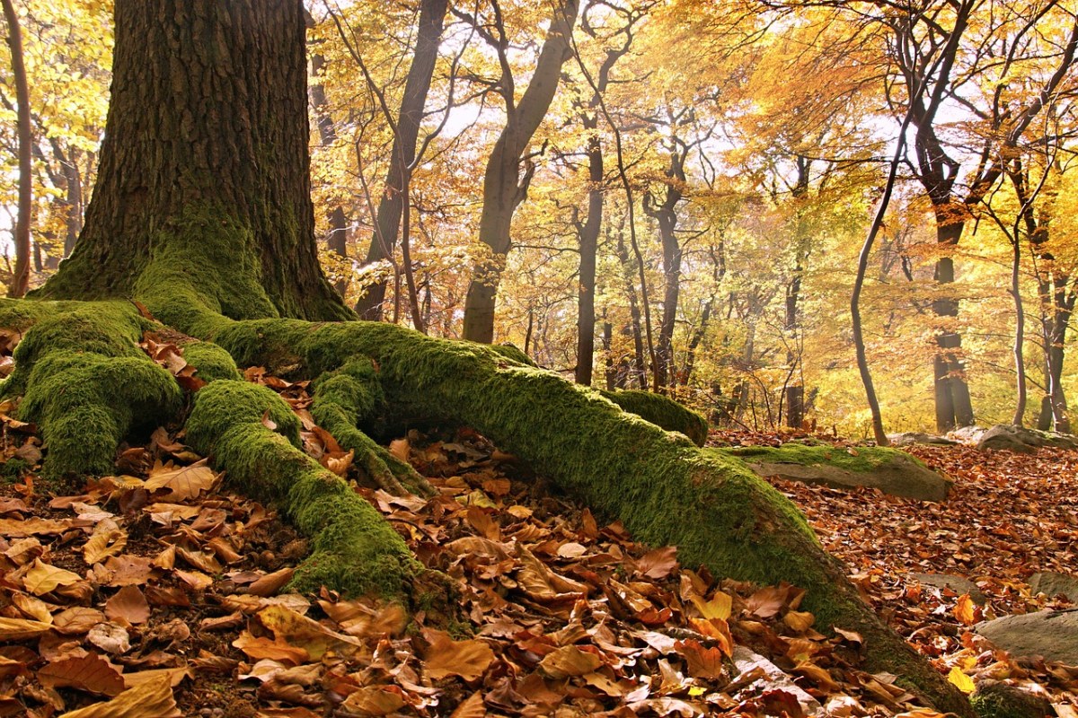山毛榉树林、根、秋免费图片