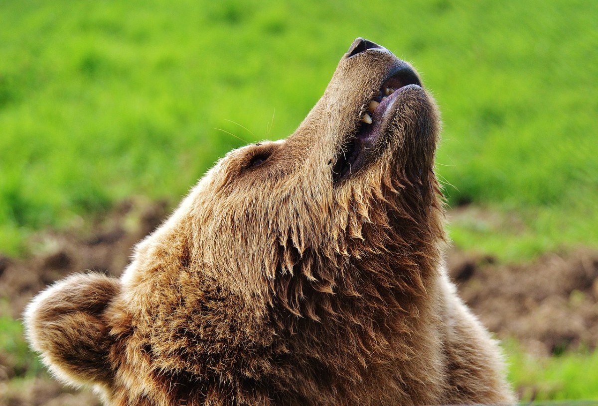 欧洲棕熊、野生动物、熊免费图片