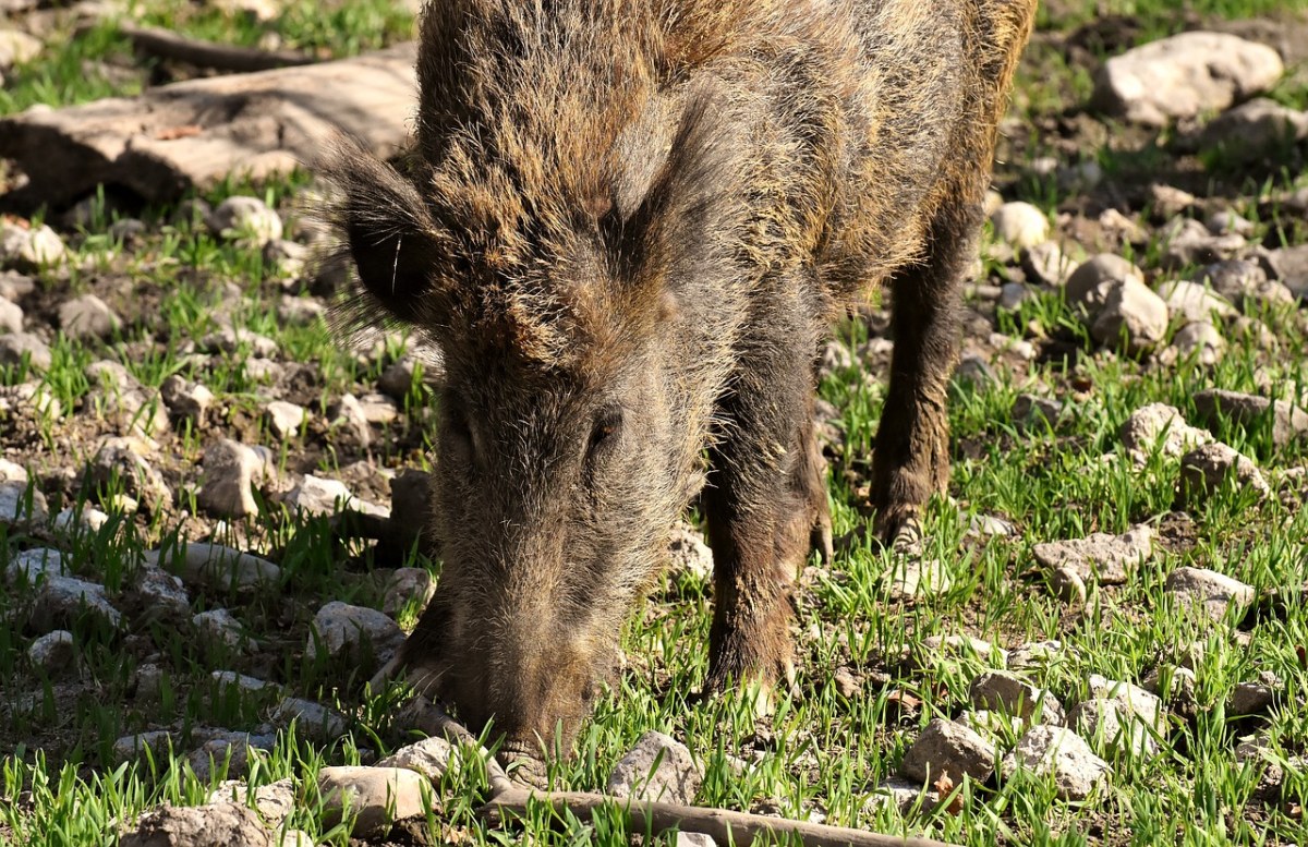 野猪、猪、Wildpark免费图片