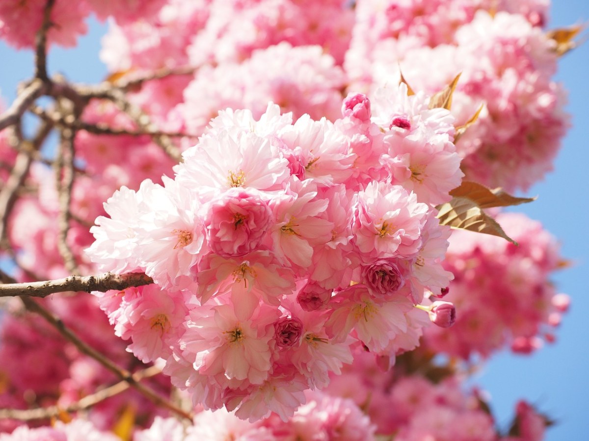 粉色的樱花免费图片