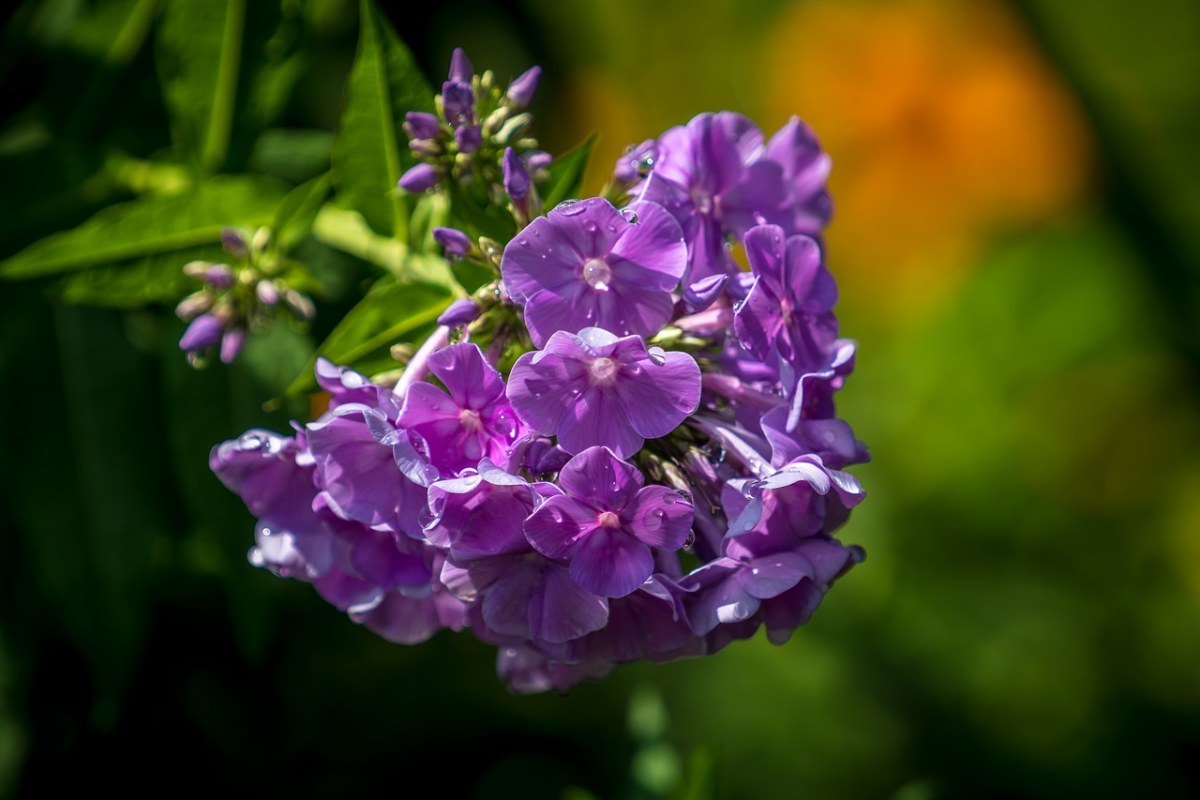 紫色的天蓝绣球花免费图片