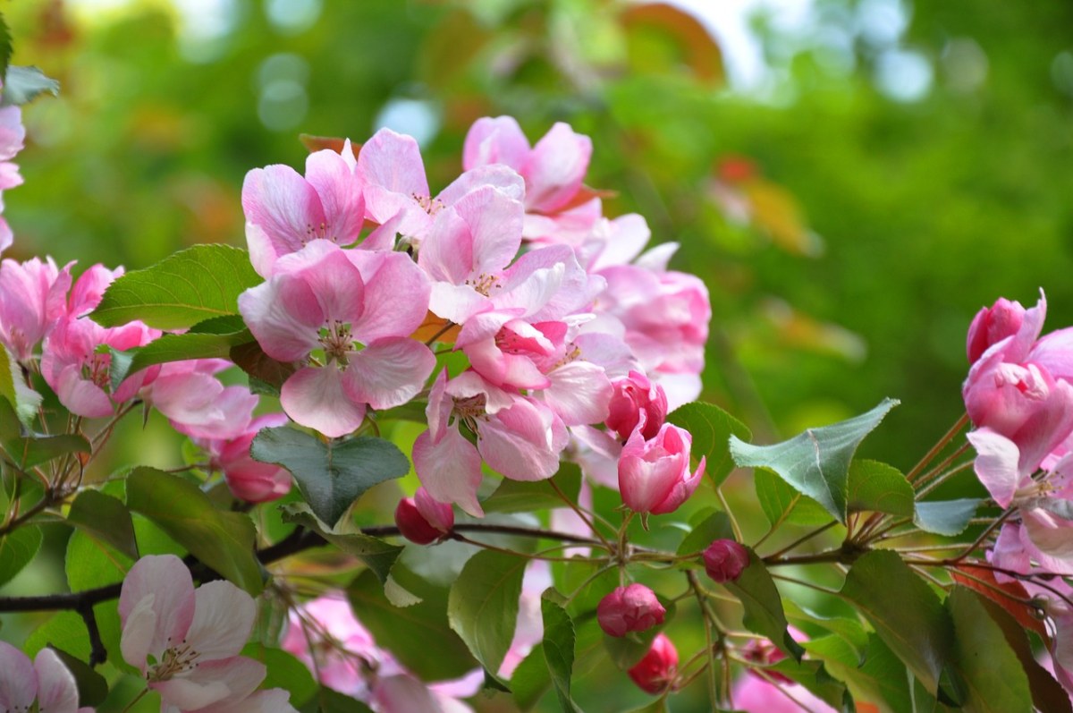 盛开的粉色海棠花免费图片