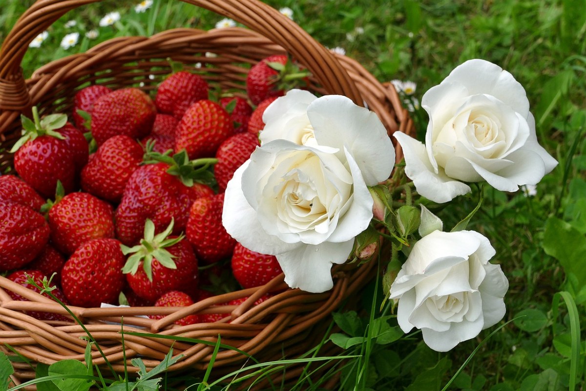 草莓、白玫瑰、柳篮免费图片