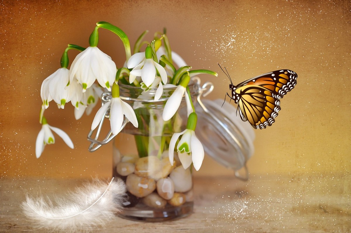 玻璃瓶里的雪花莲与蝴蝶图片免费图片