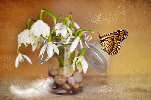 玻璃瓶里的雪花莲与蝴蝶图片