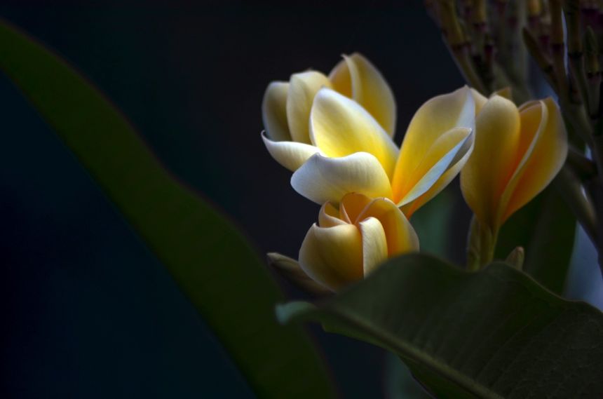 素馨花鮮花樹