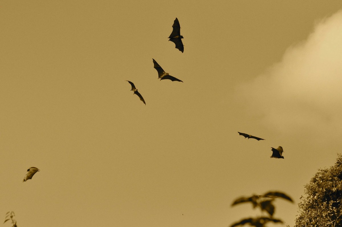 蝙蝠、飞行、飞免费图片