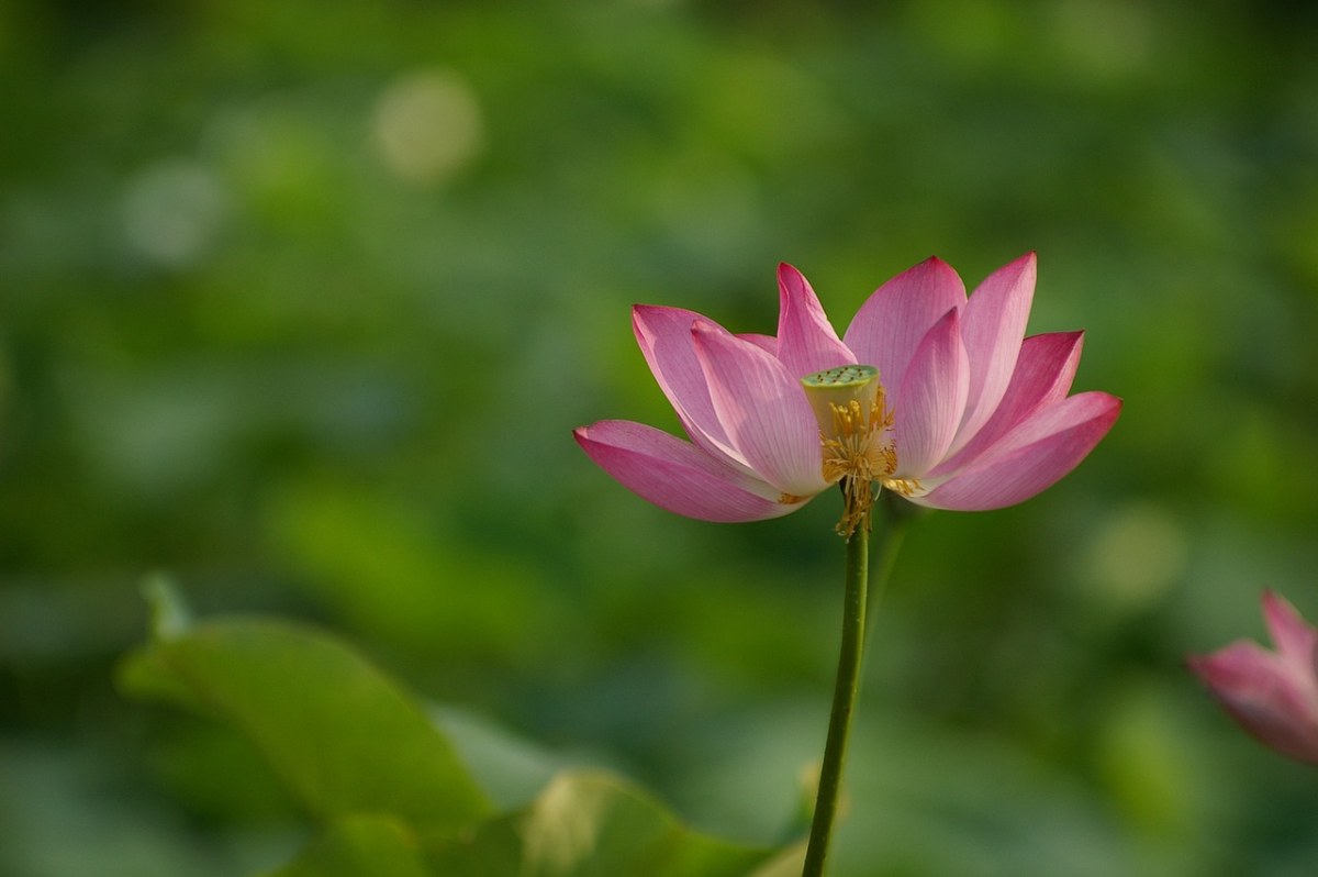 鲜花、莲花免费图片