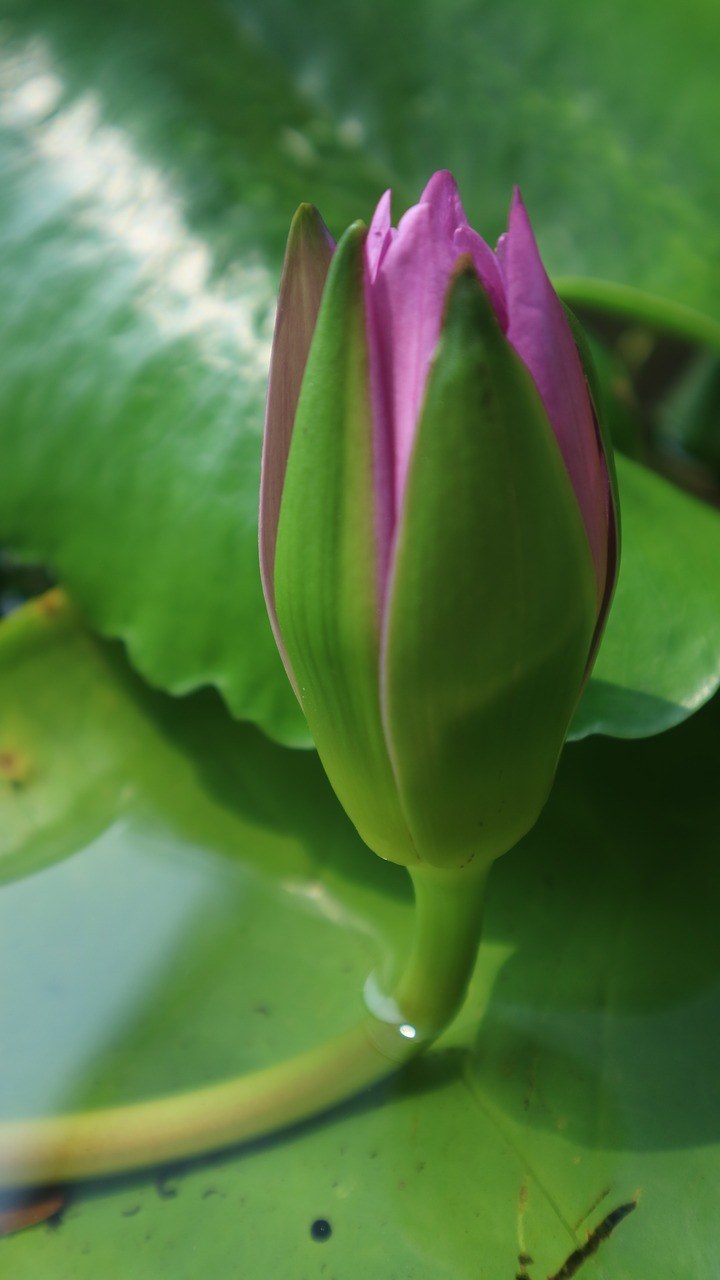 水百合,粉红色,盛开