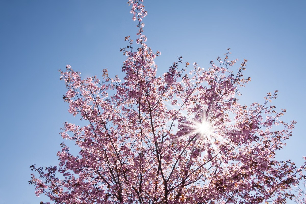 春天,樱花,日本樱花树