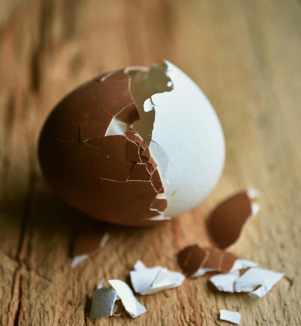 鸡蛋,蛋壳,双色彩