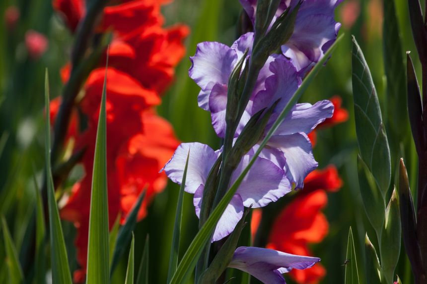 唐菖蒲,劍花,iridaceae