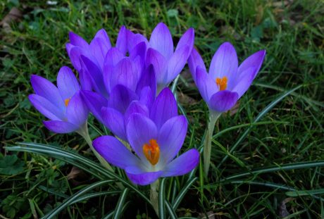 藏红花、性质、花