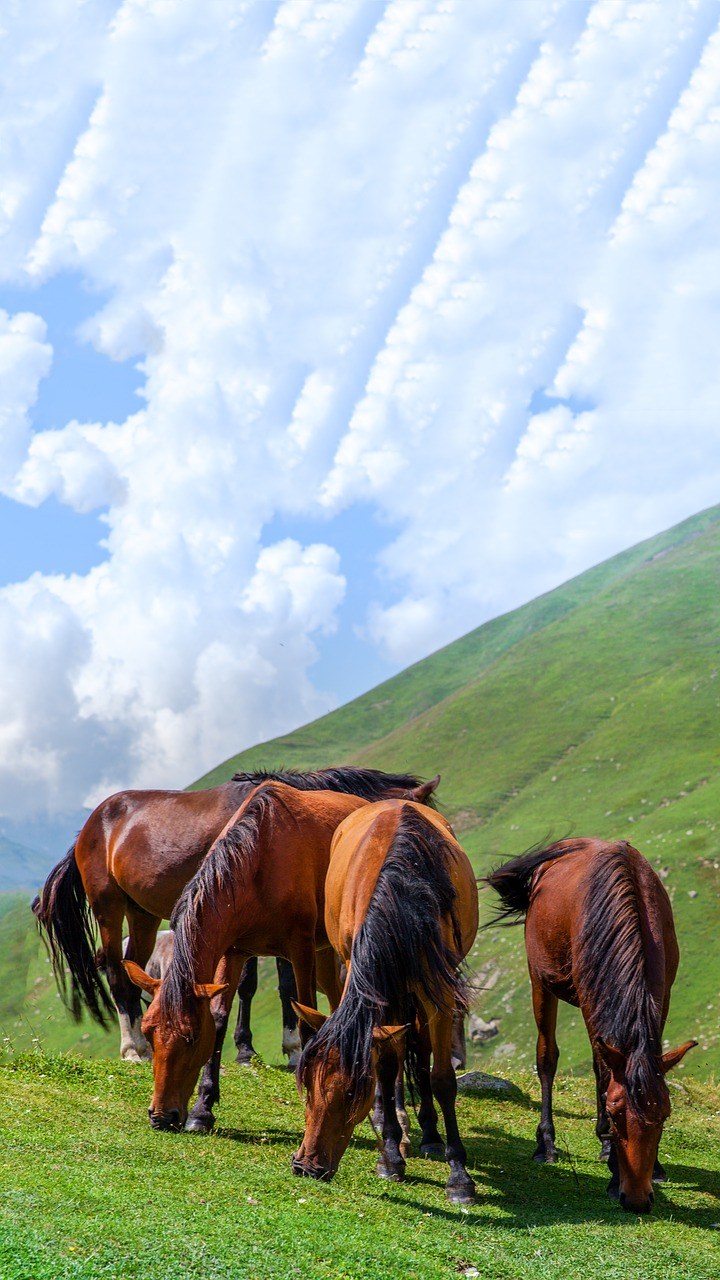 马、小马驹、草地免费图片