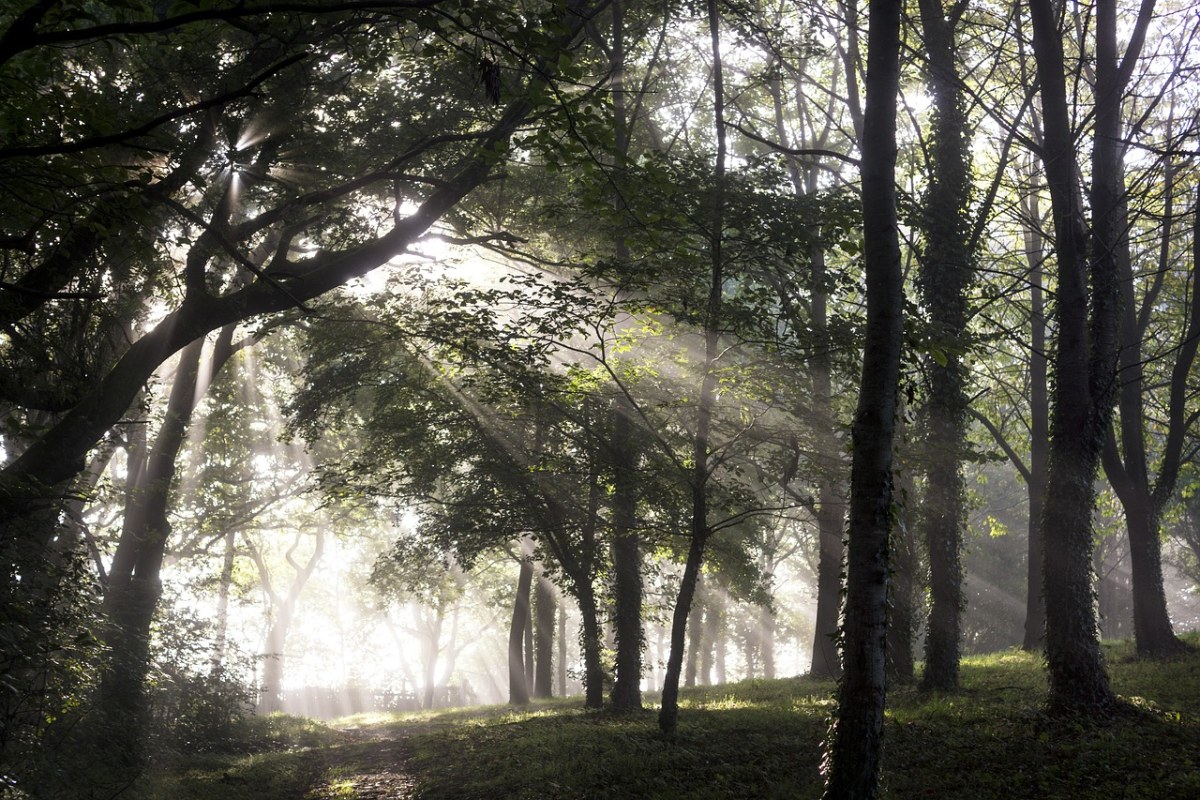 森林、林林下、缕阳光免费图片