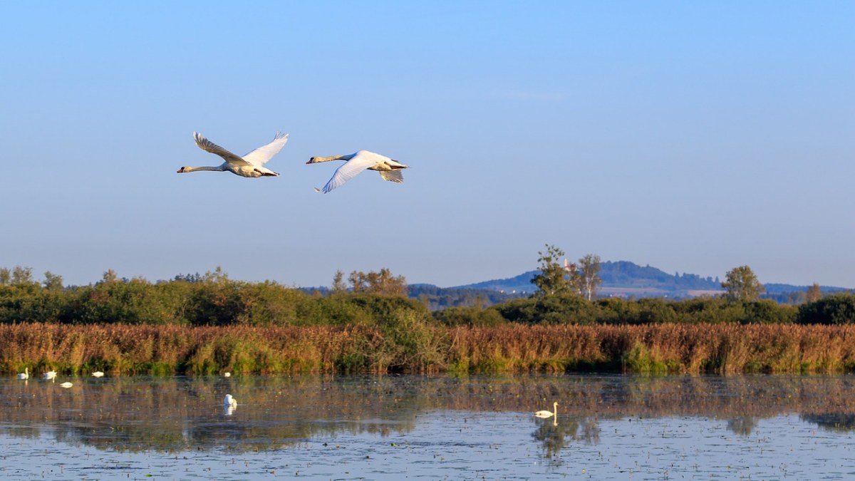 沼泽地上空飞翔的疣鼻天鹅免费图片