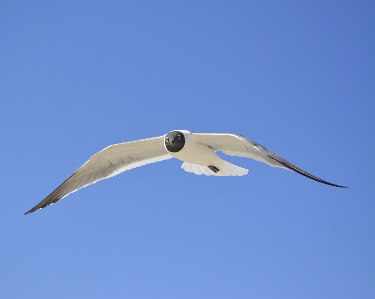 海鸥,笑鸥,数控