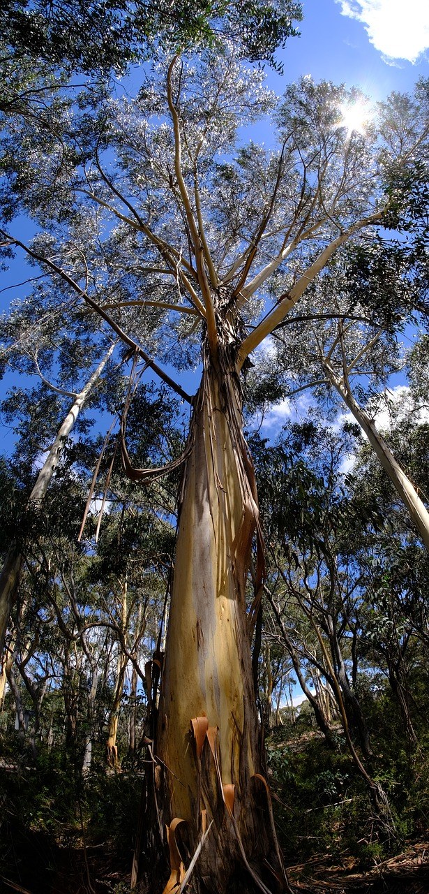 树,尤加利树,eucalyptuses