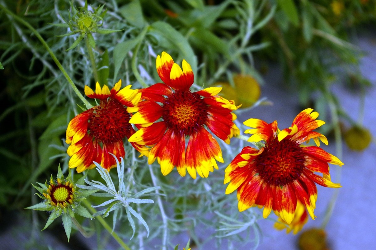 犹他州的毯的花朵,gaillardia,菊科