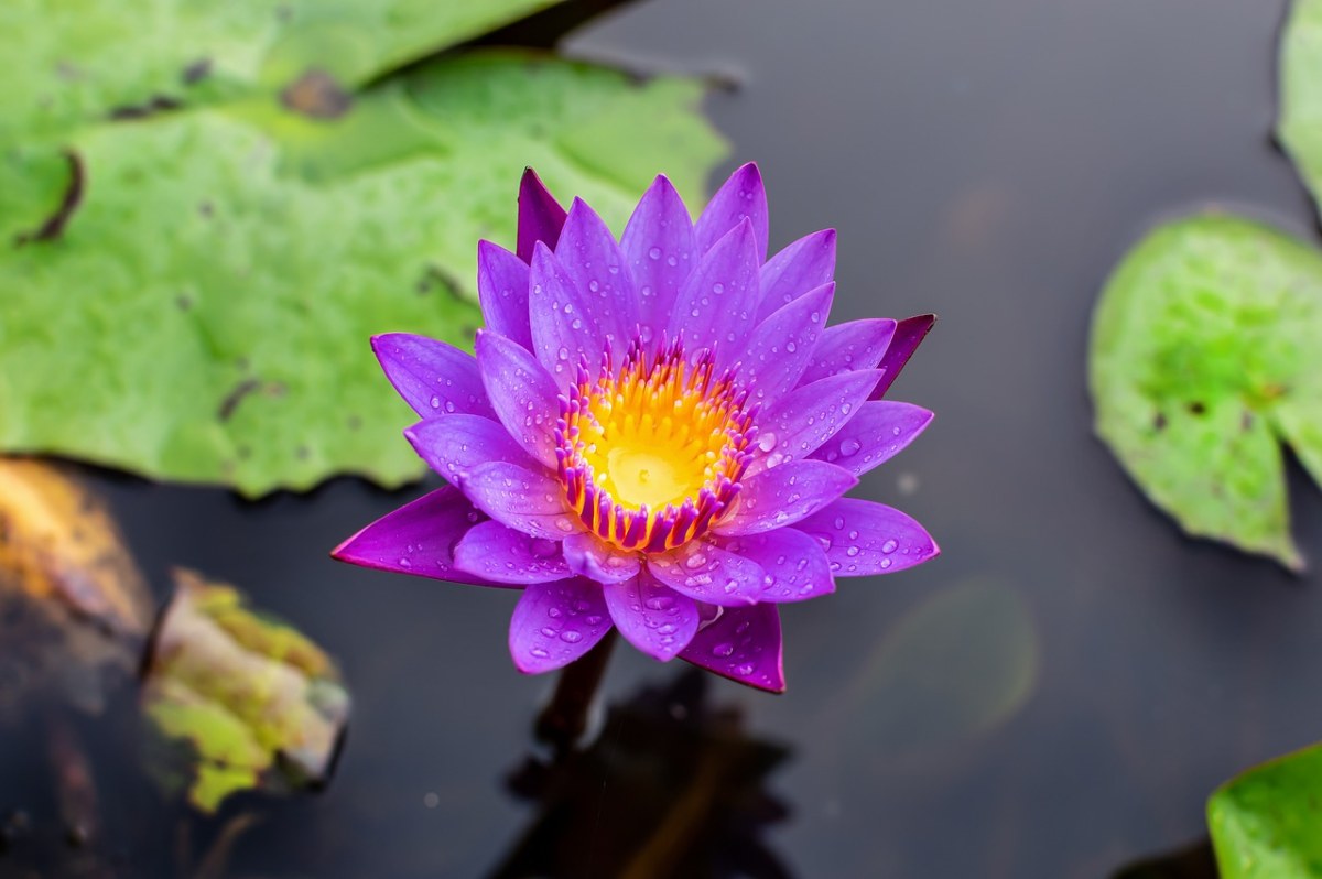 蓝色莲花、花莲、自然免费图片