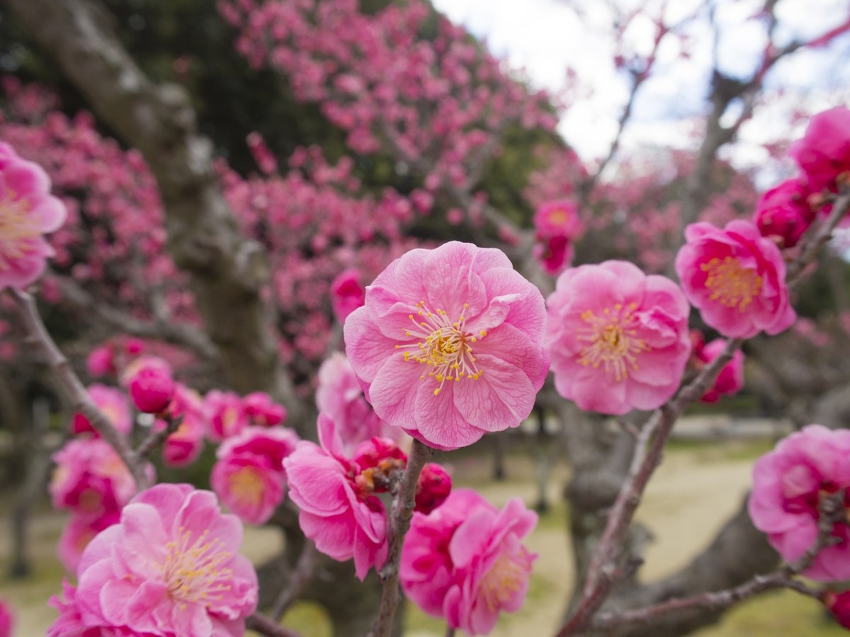 粉红色的梅花免费图片