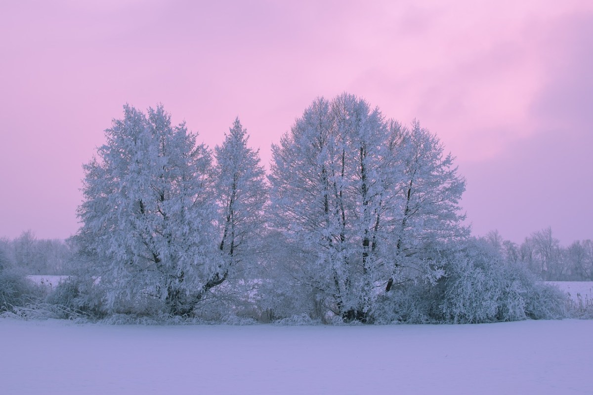 树、雪、冬季免费图片