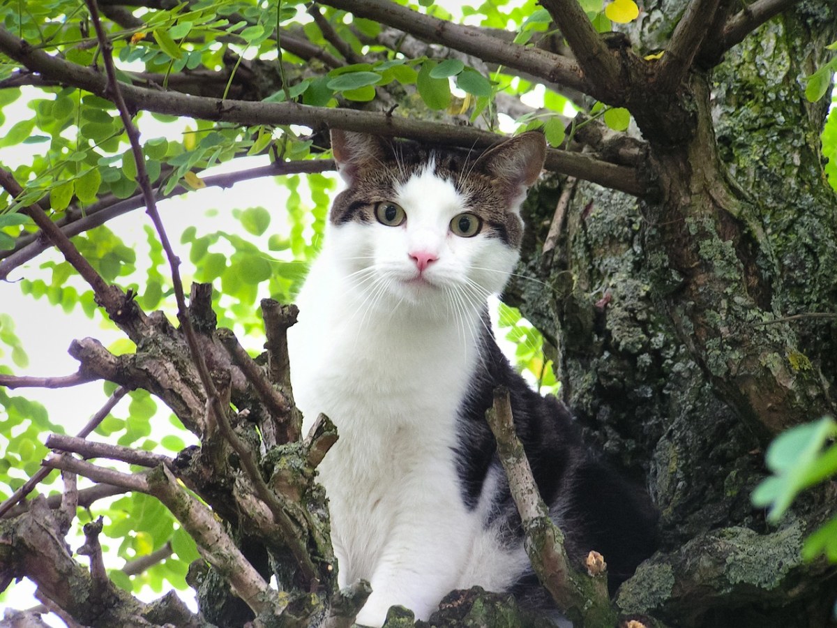 猫,卡住,树
