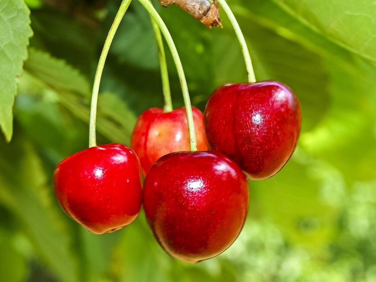 四颗新鲜的樱桃水果特写免费图片