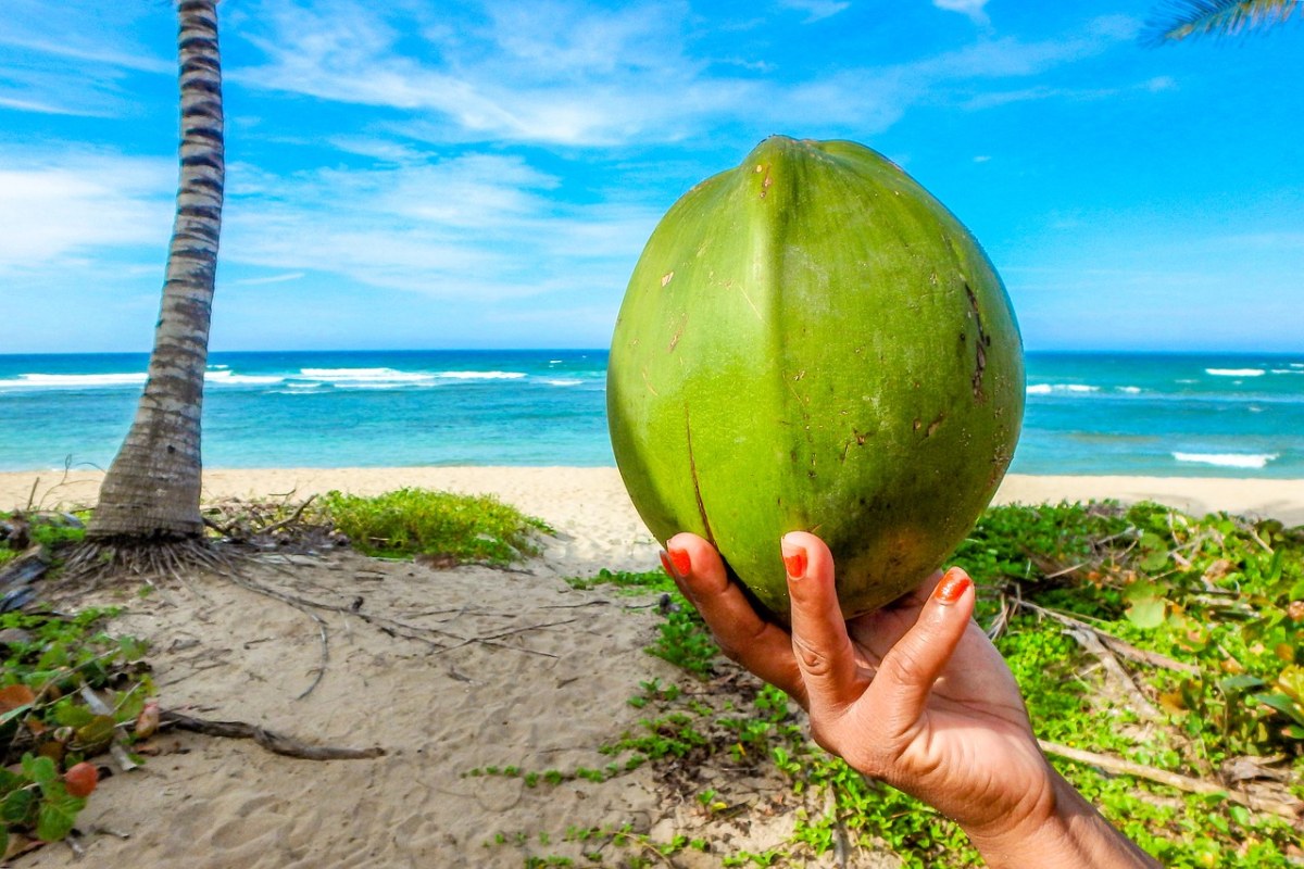 椰子、海滩、夏季免费图片