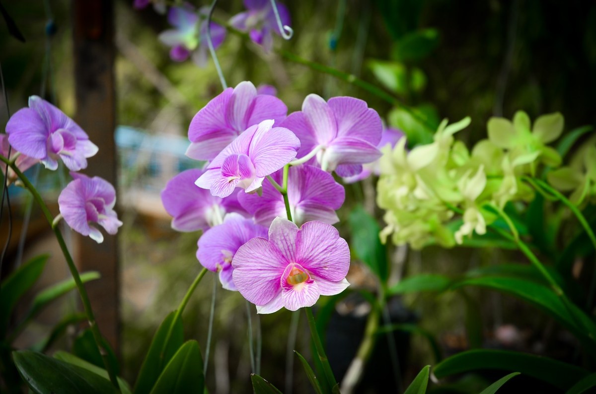 美丽的紫色蝴蝶兰免费图片