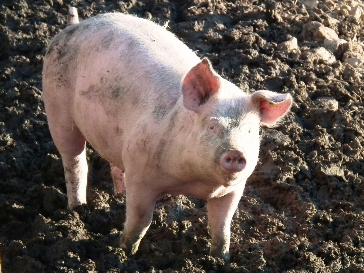 阳光下的猪免费图片