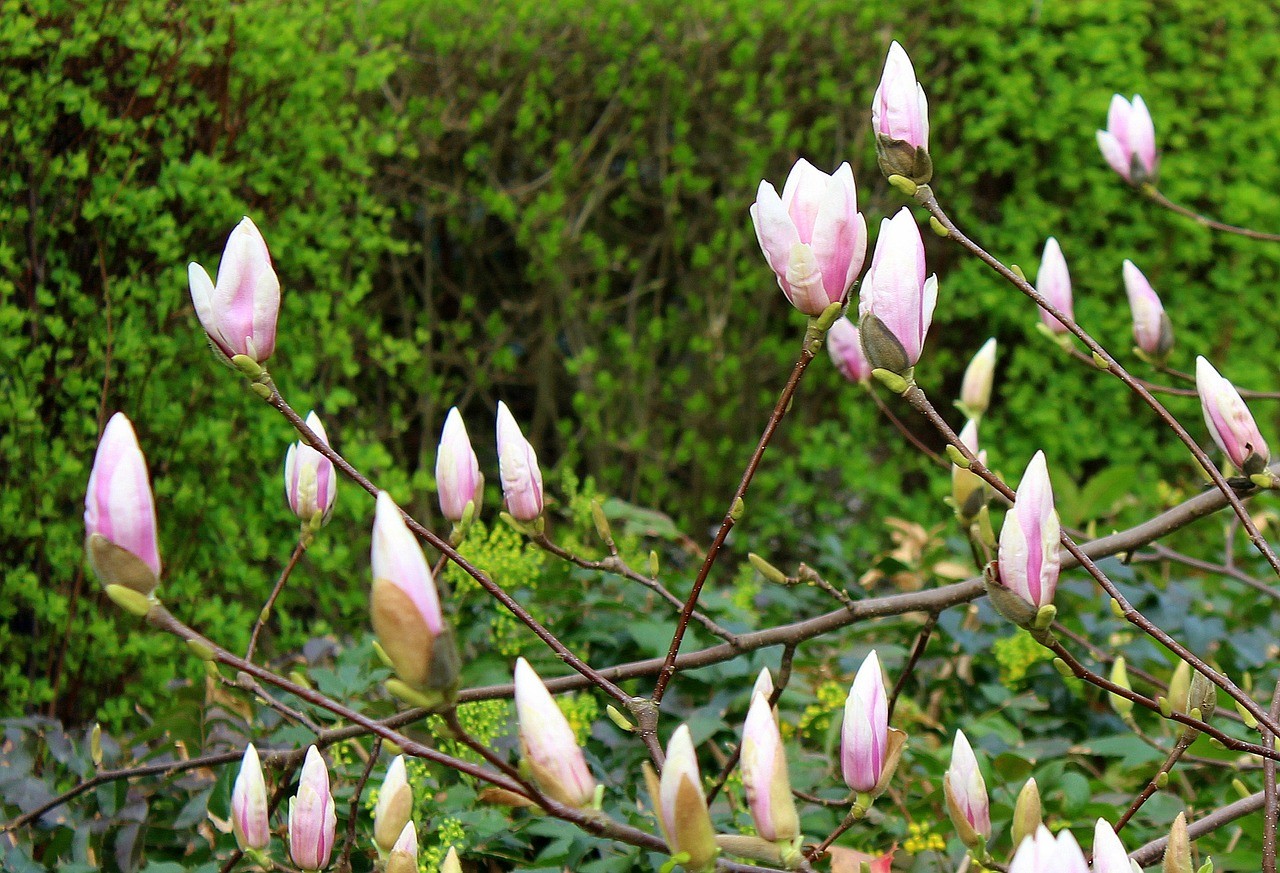 白玉蘭,樹,芽