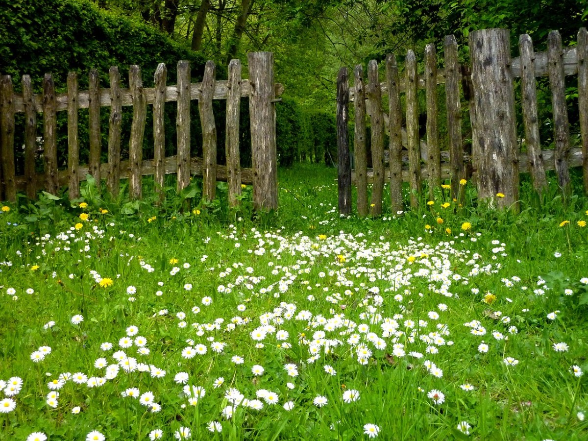 花园草地上的白色野花花朵免费图片